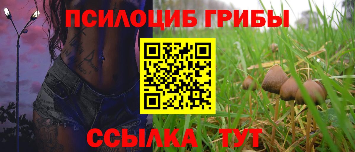 Псилоцибиновые грибы Psilocybe Петропавловск-Камчатский